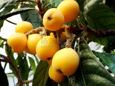 枇杷,水果,热带水果,菜园,水平画幅,土耳其,无人,热带树,园艺,户外