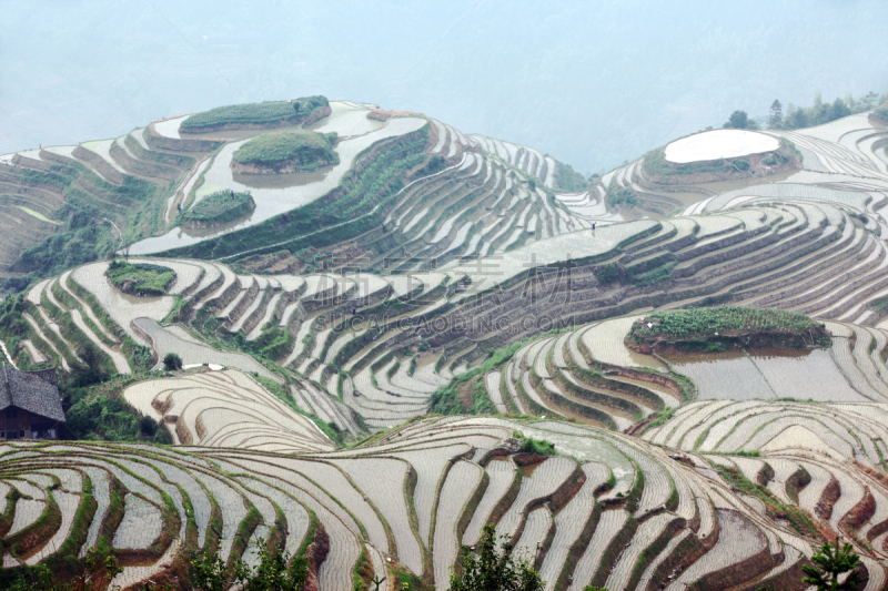 龙脊梯田,广西壮族自治区,梯田,稻,中国,壮族,瑶族,苗族,龙胜,水稻梯田