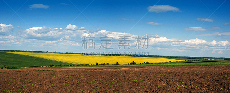 天空,蓝色,油菜花,田地,美,水平画幅,无人,夏天,农作物,农业