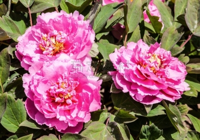 牡丹,濒危物种,自然,美,植物,水平画幅,2015年,花头,花朵,自然美