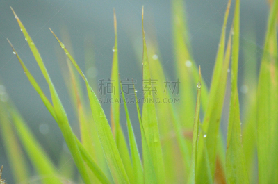 莎草,夏天,叶子,露水,早晨,湿,寒冷,菜园,刀刃,草