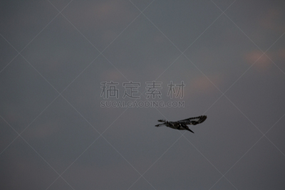 自然,野外动物,自由,热带气候,野生动物,环境,翅膀,脊椎动物,北美歌雀,草