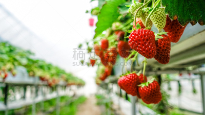 草莓,水培法,菜园,留白,水平画幅,水果,日本,熟的,特写,甜点心