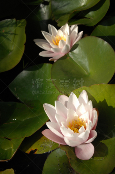 荷花,单子叶植物,垂直画幅,水,水生植物,睡莲,无人,spa美容,夏天,户外