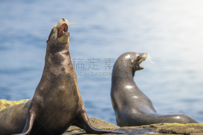 海狮,拉贺亚市,海豹,海湾,拉荷亚海洋保护区,拉霍亚礁,圣迭戈县,圣地亚哥,南加利福尼亚,海洋生命