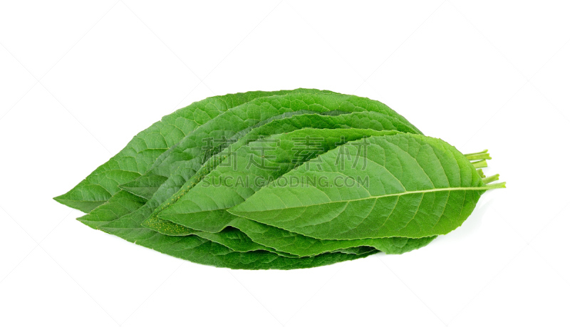 草药,叶子,分离着色,白色,自然,印度草医学,水平画幅,健康保健,支气管树,印度