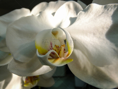 白色,蝴蝶兰,特写,接力赛,黑色背景,清新,一个物体,春天,植物,夏天
