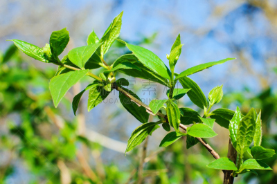 茉莉,春天,美,茶树,芳香的,水平画幅,无人,夏天,户外,特写