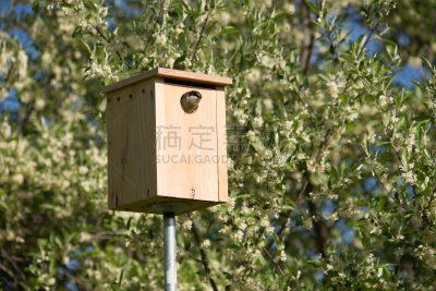 树燕,小鸟笼,蓝知更鸟,东北方向,水平画幅,鸟类,夏天,动物的巢,摄影