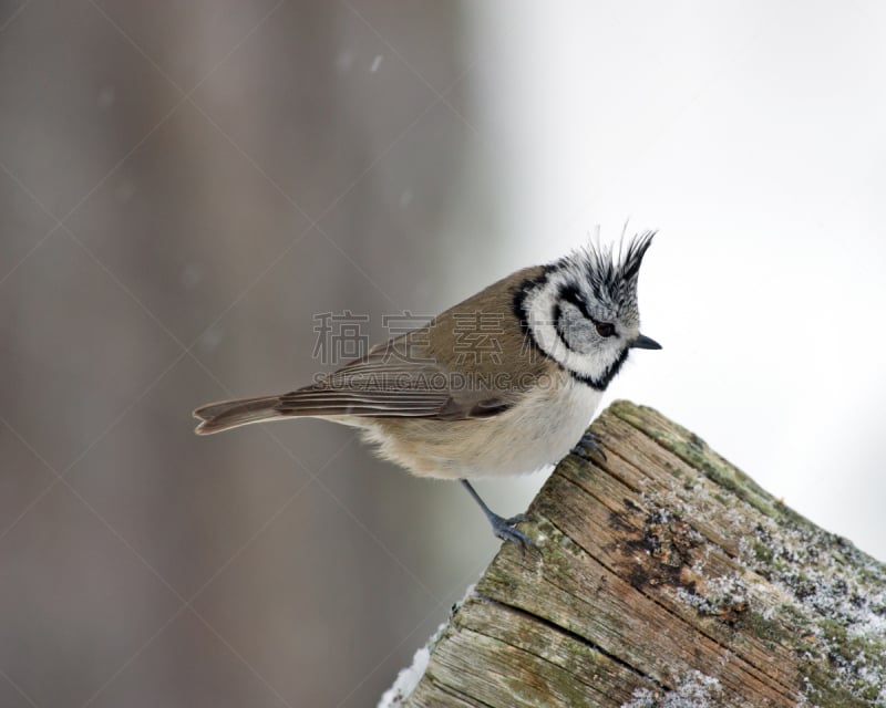 crested tit,在边上,褐色,野生动物,灰色,水平画幅,绿色,雪,鸟类,动物身体部位