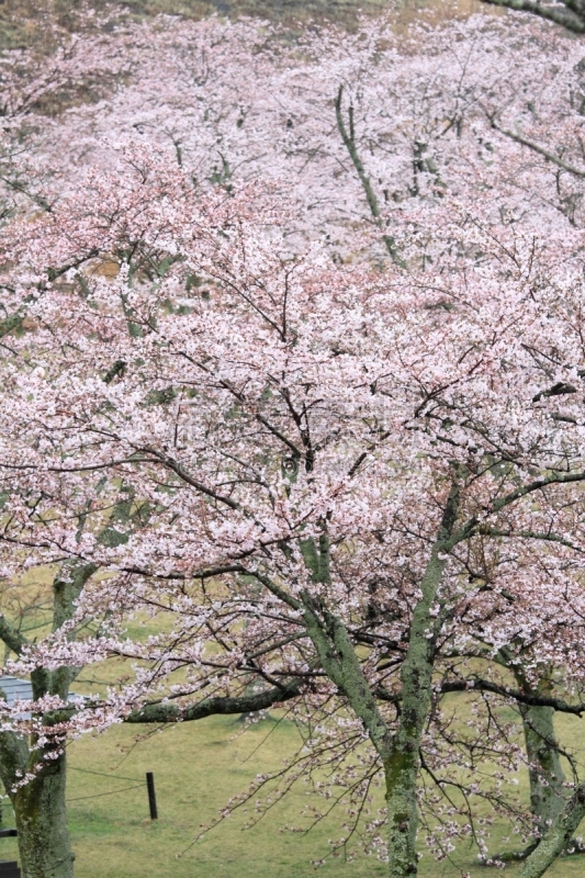 静冈县,雨,日本,樱桃树,伊豆半岛,樱之花,安装牛磺,垂直画幅,水,天空