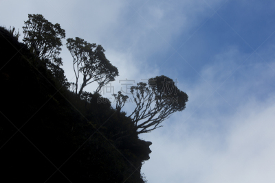 罗赖马山,委内瑞拉,植物群,特有物种,拉格兰萨巴那,平顶山,天空,留白,公园,水平画幅