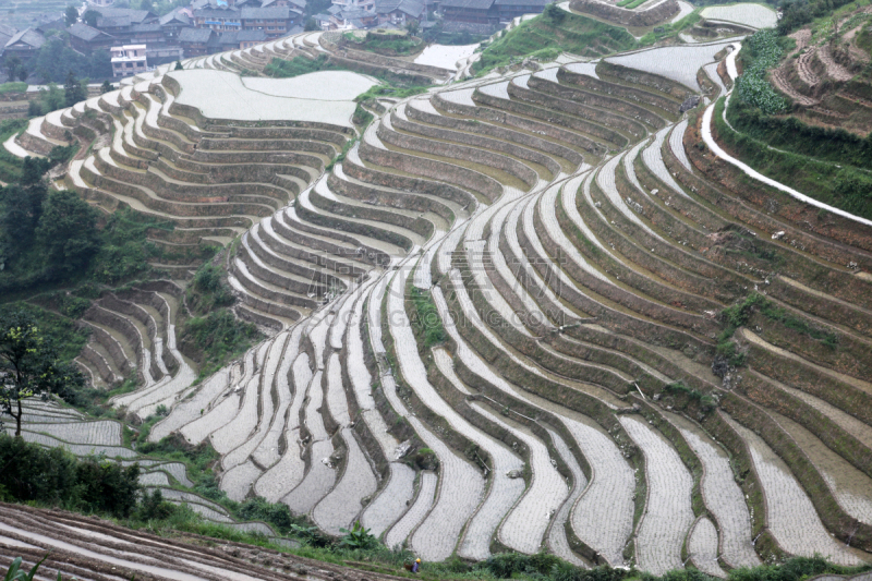 龙脊梯田,广西壮族自治区,梯田,稻,中国,壮族,瑶族,苗族,龙胜,阳朔