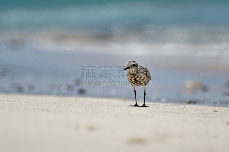 灰斑鸠,防水长靴,野生动物,灰色,小的,生物,动物,鸟类,户外