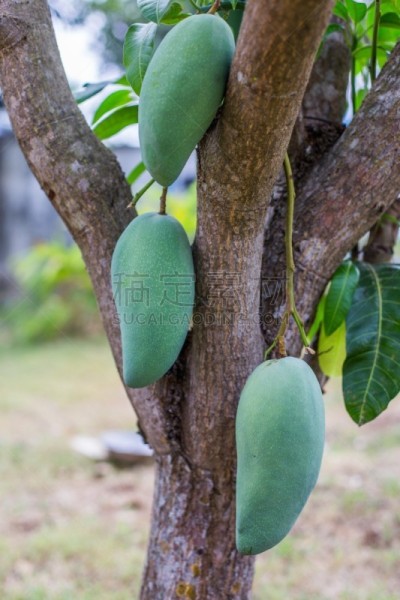 热带水果,芒果,垂直画幅,饮食,绿色,水果,无人,热带树,西印度群岛,健康