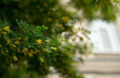 田地,夏天,南,囚犯工厂,水平画幅,无人,潮虫,奥斯提若,户外,野生植物