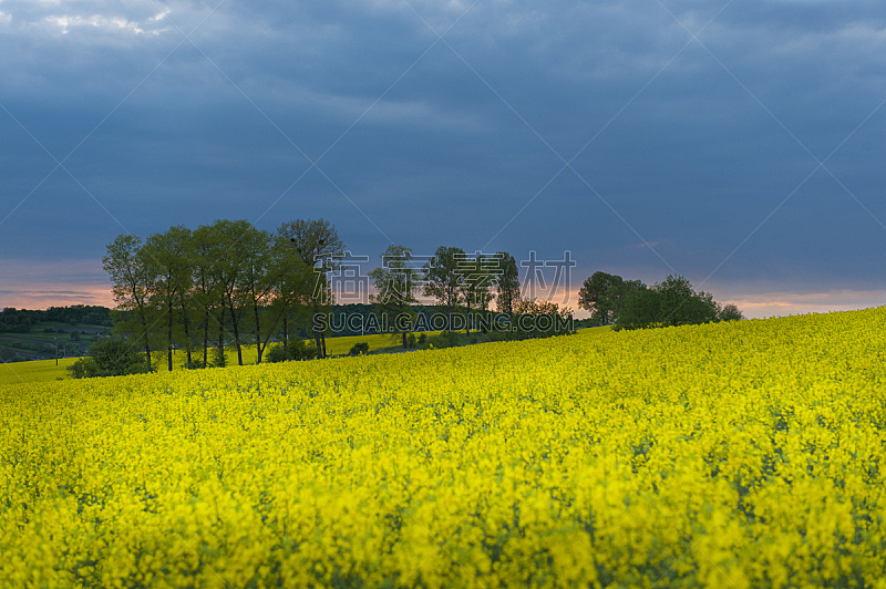 Storm clouds above a rapeseed field