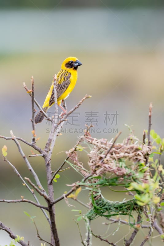 亚洲,金色织布鸟,垂直画幅,热带鸟,美,边框,鸟类,夏天,户外,生物学