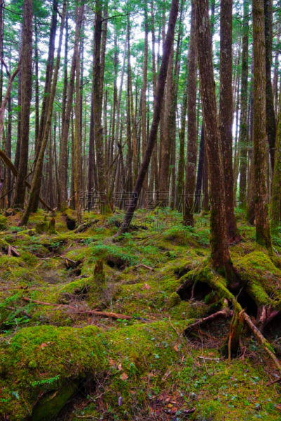森林,八岳山,山,苔藓,自然,垂直画幅,里山,地形,巴岳山,无人