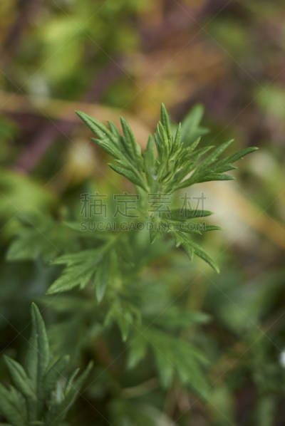 蒿属,垂直画幅,无人,甜菜,夏天,户外,特写,欧亚红花山苵萸,植物,菊花
