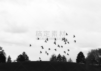 鸟类,盐湖城,天空,美,水平画幅,无人,野外动物,夏天,户外,湖