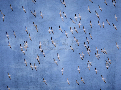 美洲白鹈鹕,鹈鹕,自然,天空,水平画幅,2015年,鸟类,迁徙,摄影,飞