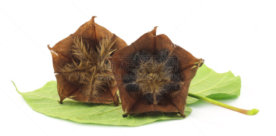 Devil’s cotton with green leaf