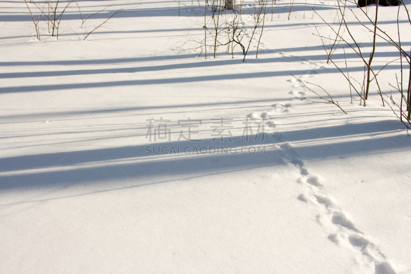 雪,森林,脉搏图,林间空地,臀部,风,水平画幅,银色,郊区,无人