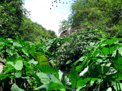 沟壑,银行,枝繁叶茂,芋头,植物,小溪,神圣,垃圾填埋场,留尼汪（法属）,前面