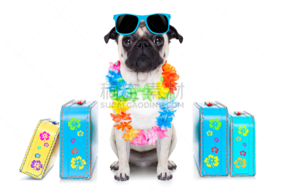 狗,夏天,puggle犬,拳师犬,手提箱,巴哥犬,晒黑,水平画幅,旅行者,行李