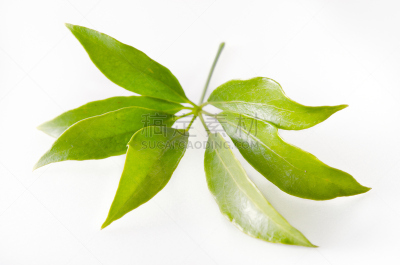 叶子,五加科,分离着色,白色背景,自然,有蔓植物,水平画幅,绿色,枝繁叶茂,木制