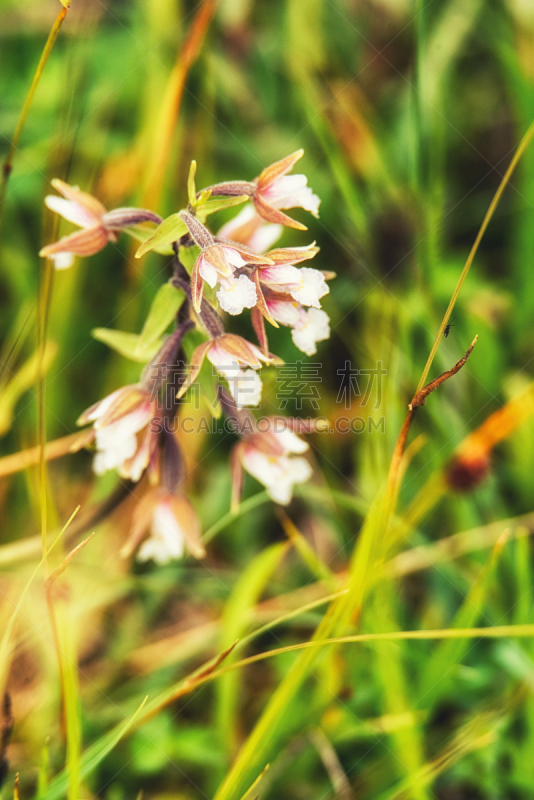 eyebright,特写,鹭管鱼,indian pipe,冰袋,自然,垂直画幅,野生动物,根部,无人