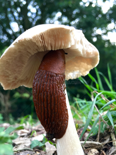 食用菌,鼻涕虫,西班牙,雌雄同体,粘液,法式蜗牛,呼吸孔,垂直画幅,无人,软体动物
