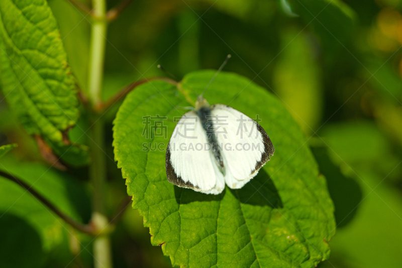 大白蝴蝶,白蝴蝶,大白猪,美,水平画幅,巨大的,夏天,户外,光,特写