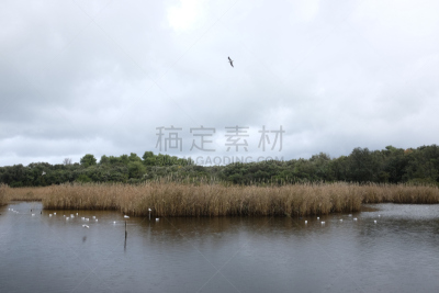 波多诺伏,湖,自然,水,美,褐色,水平画幅,鸟类,夏天,户外