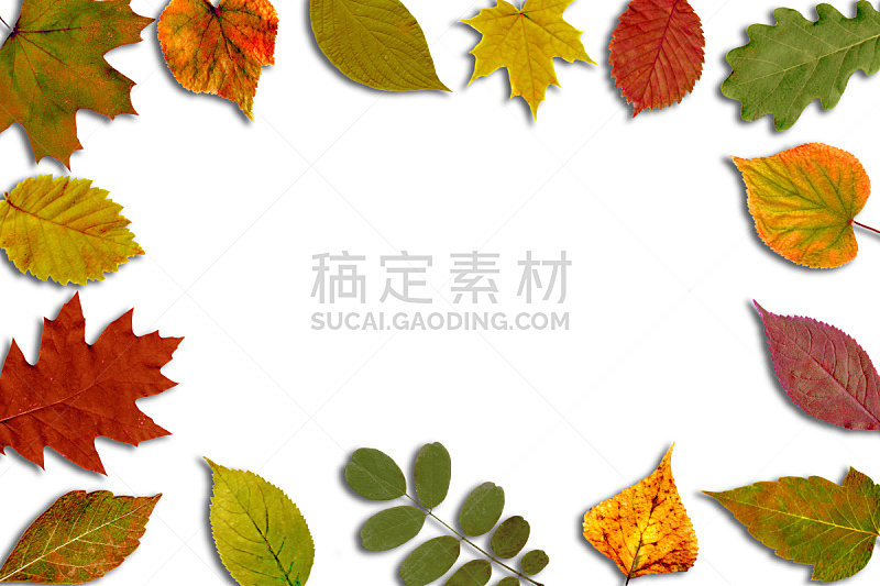 秋天,叶子,明亮,白色背景,九月,十月,脚踏车,贺卡,背景分离,多样