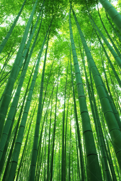 嵯峨野,上京区京都,岚山,竹林,垂直画幅,京都府,地形,无人,日本,材料
