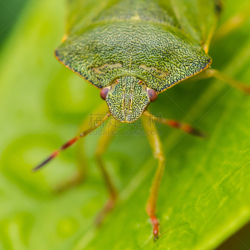 盾蝽,自然,无脊椎动物,野生动物,绿色,无人,green shield bug,方形画幅,特写,春天