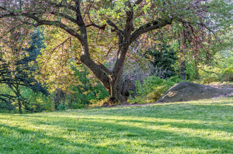 Central Park, New York City spring