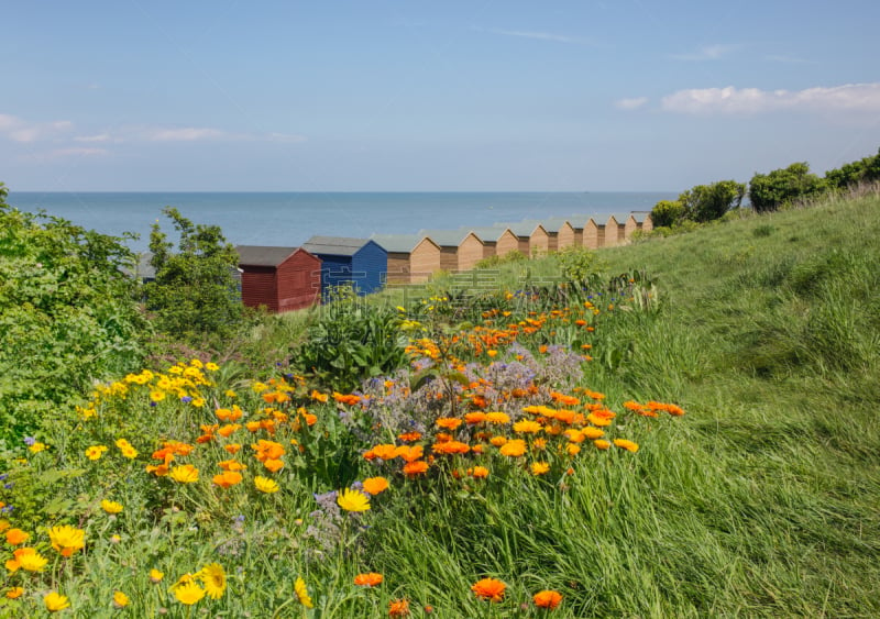 whitstable,野花,海滩小屋,肯特,自然,水平画幅,橙色,地形,肯特岛,无人