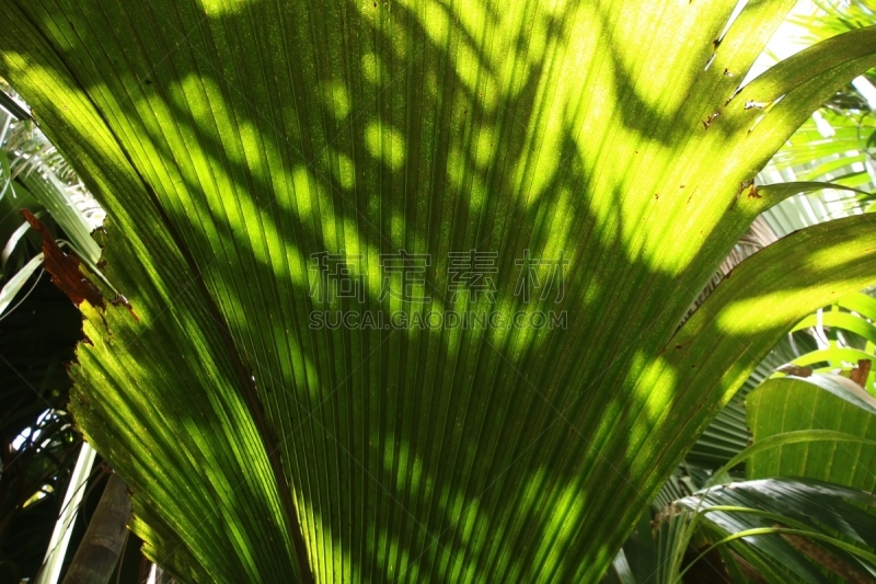 Close-up of a beautiful palm leaf i the Vallée de Mai Nature Reserve on Praslin Island, Seychelles. The reserve is one of the smallest natural UNESCO World Heritage Sites. The  park is the habitat of the endemic coco-de-mer palm tree.