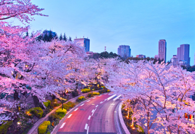 东京中城,夜晚,樱桃树,运动茄克,六本木,港区,水平画幅,樱花,无人,东京