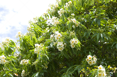 山原森林,山茶科,冲绳县,美,水平画幅,无人,户外,花蕾,白色,植物