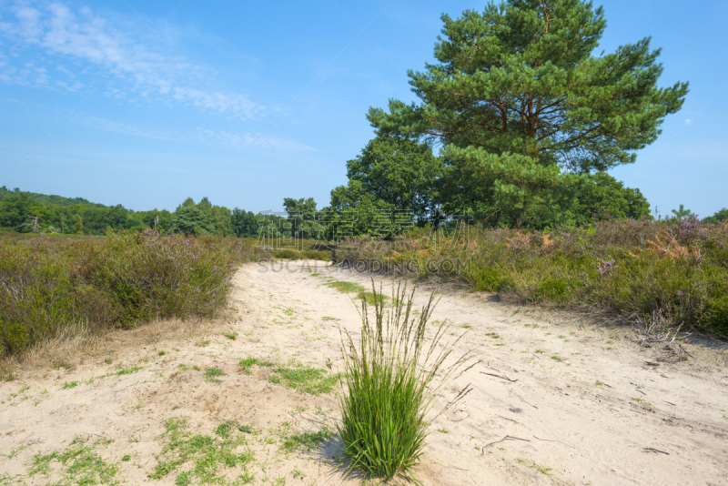 夏天,田地,石南花,土路,鲁尔蒙德,林堡,天空,公园,旷野,摩尔人风格