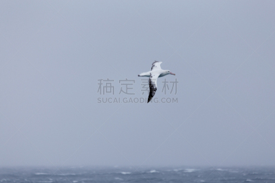 漂泊信天翁,海洋,自然,水,水平画幅,无人,鸟类,信天翁,白顶信天翁,灰头信天翁