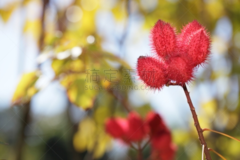 口红树,自然,图像聚焦技术,选择对焦,水平画幅,无人,散焦,特写,自然美,红色