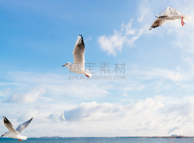 在上面,天空,风,水平画幅,鸟类,动物身体部位,野外动物,户外,自由,白色