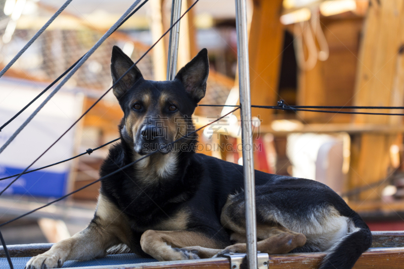 牧羊犬,狗,德国牧羊犬,牧羊人,toy terrier,动物身体部位,草,哺乳纲,白色,游艇