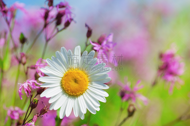 Chamomile among flowers