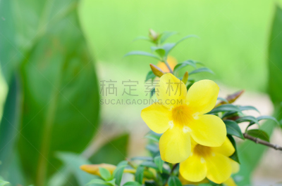软枝黄蝉,芳香的,水平画幅,无人,毛莨科,特写,植物,植物学,灌木,清新